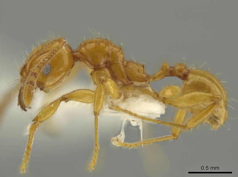 File:Pheidole gravida casent0644209 p 1 high.jpg