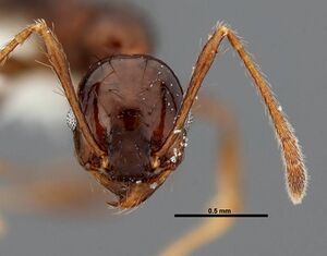 Pheidole leoncortesi casent0609112 h 1 high.jpg