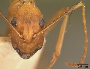 Camponotus maculatus casent0101095 head 1.jpg