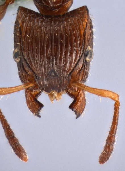 File:Dilobocondyla carinata antweb1008114 h 1 high.jpg