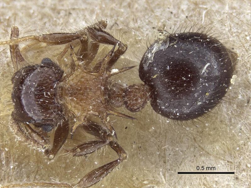 File:Meranoplus spinosus casent0916665 d 1 high.jpg