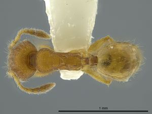 Pheidole charazana casent0624253 d 1 high.jpg