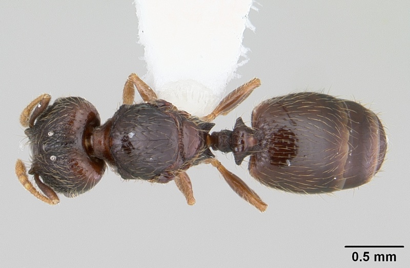 File:Pheidole mosenopsis casent0178036 dorsal 1.jpg