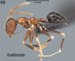 Prenolepis fustinoda 69.jpg