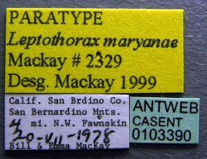 Temnothorax nevadensis casent0103390 label 1.jpg