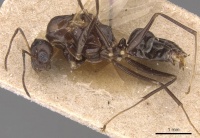 Camponotus hermanni casent0905490 p 1 high.jpg
