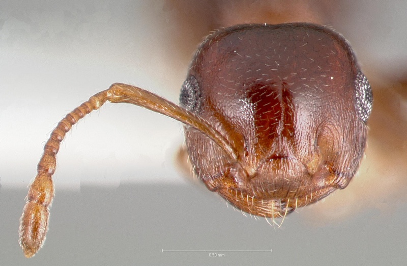 File:Crematogaster larreae casent0005943 head 1.jpg