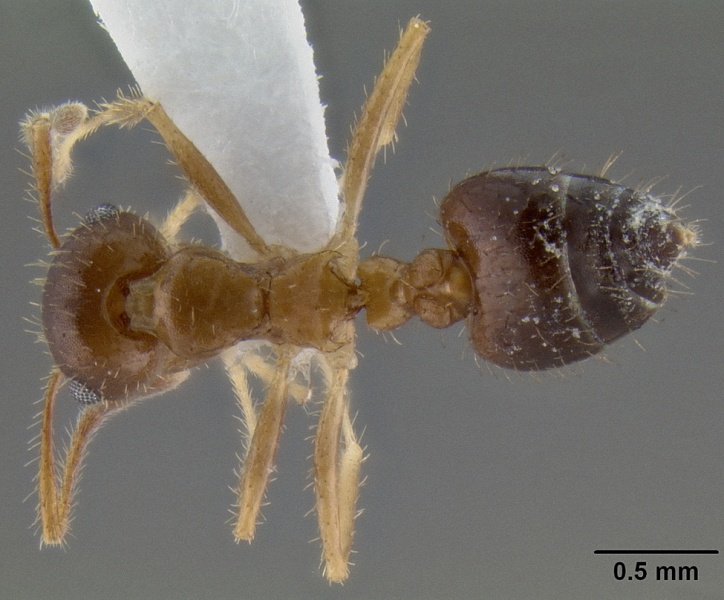 File:Crematogaster rothneyi casent0193801 d 1 high.jpg