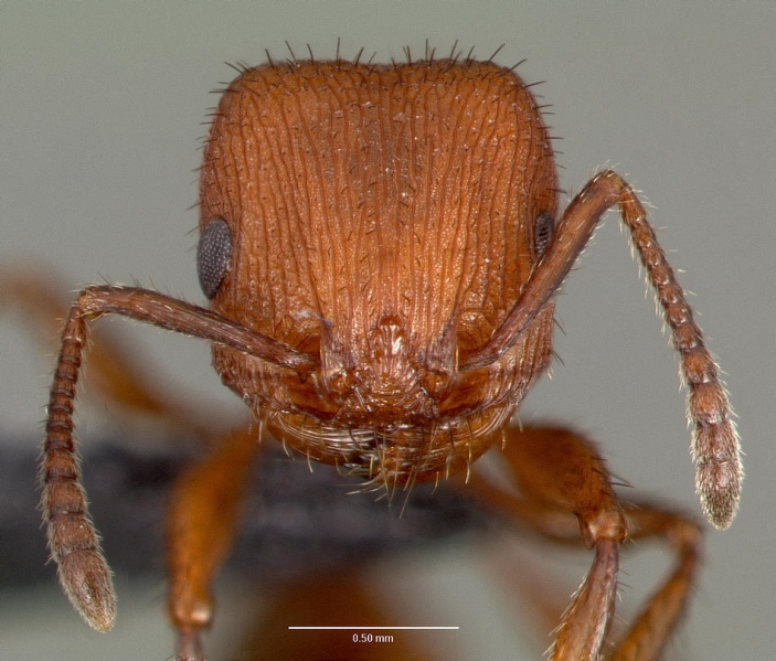 File:Pogonomyrmex pima casent0006291 head 1.jpg