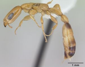 Pseudomyrmex filiformis casent0173753 profile 1.jpg