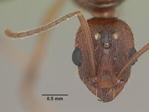 Aphaenogaster carolinensis casent0103572 head 1.jpg