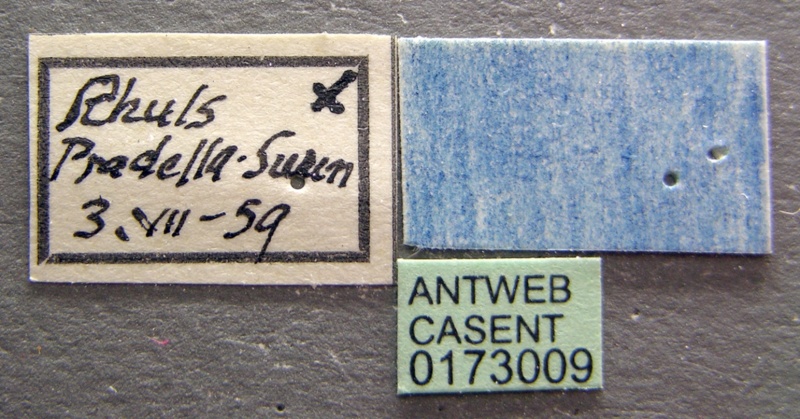 File:Formica lugubris casent0173009 label 1.jpg