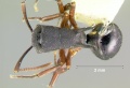 Polyrhachis-phalerataD2.5x.jpg