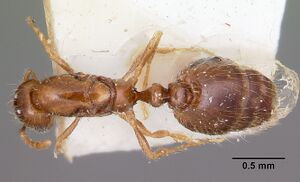 Solenopsis seychellensis casent0101892 dorsal 1.jpg