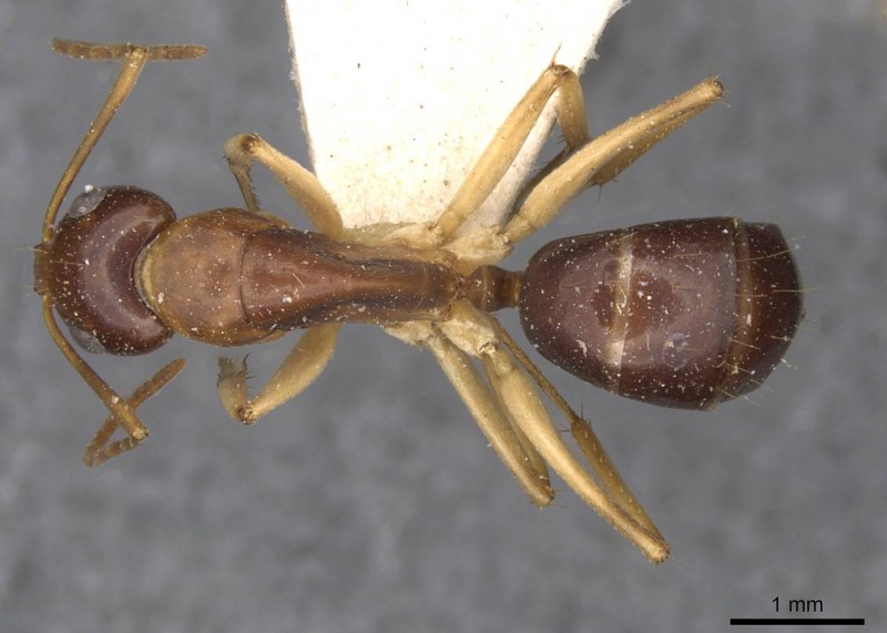File:Camponotus discors casent0910293 d 1 high.jpg