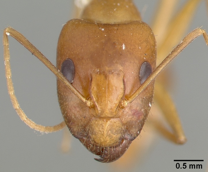 File:Camponotus variegatus flavotestaceus castype06942-04 head 1.jpg