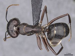 Camponotus xuthus casent0910393 d 1 high.jpg