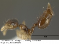 Crematogaster snellingi jtlc000001420 p 1 high.jpg