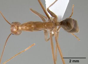 Leptomyrmex puberulus casent0127025 dorsal 1.jpg