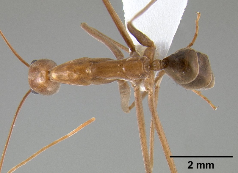 File:Leptomyrmex puberulus casent0127025 dorsal 1.jpg