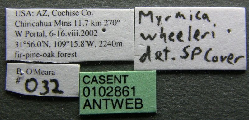 File:Myrmica wheeleri casent0102861 label 1.jpg