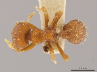 Octostruma lutzi D mcz-ent00303378.jpg