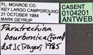 Paratrechina bourbonica casent0104201 label 1.jpg