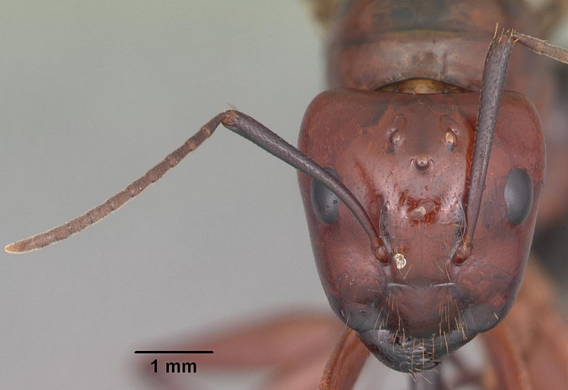 File:Camponotus castaneus casent0103656 head 1.jpg
