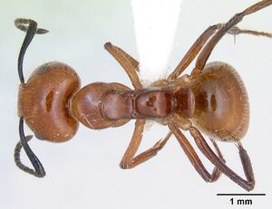 Camponotus constructor inb0003662437 dorsal 1.jpg