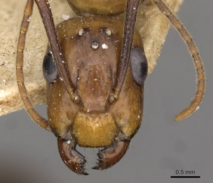 File:Camponotus ulei casent0910670 h 1 high.jpg