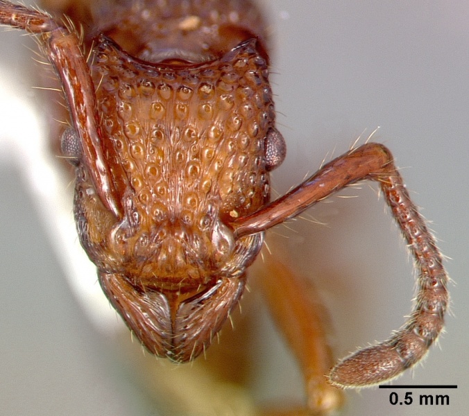 File:Gnamptogenys costata casent0010662 head 1.jpg