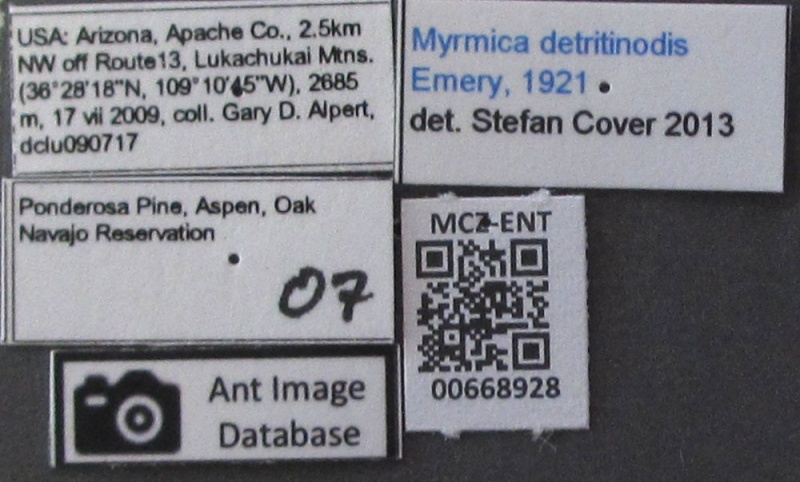 File:Mcz-ent00668928 Myrmica detritinodis lbs.JPG