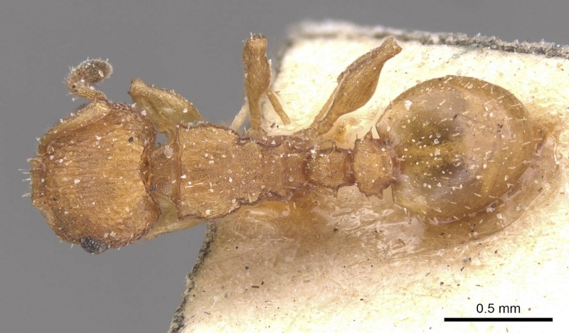 File:Nesomyrmex argentinus casent0912905 d 1 high.jpg