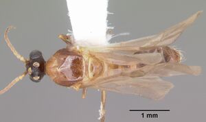 Pheidole dentata casent0103872 dorsal 1.jpg