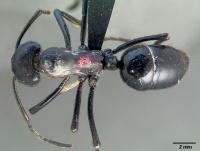 Streblognathus aethiopicus casent0005444 dorsal 1.jpg