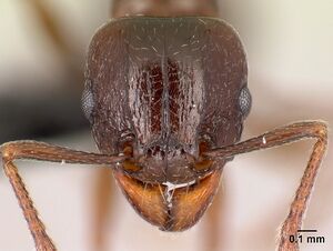 Tetramorium malagasy casent0449550 h 1 high.jpg