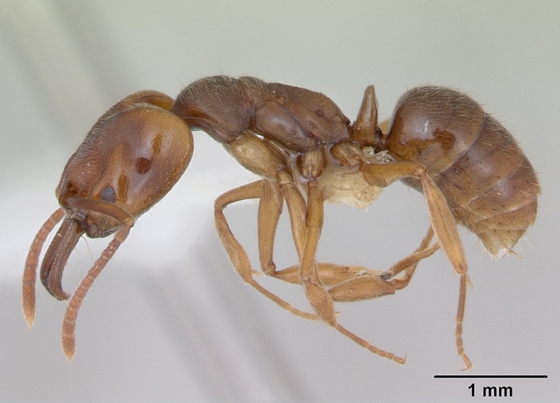 File:Anochetus altisquamis casent0173533 profile 1.jpg