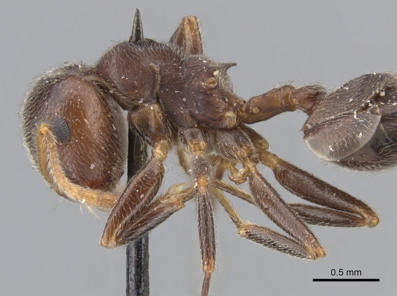 File:Crematogaster depressa casent0902072 p 2 high.jpg