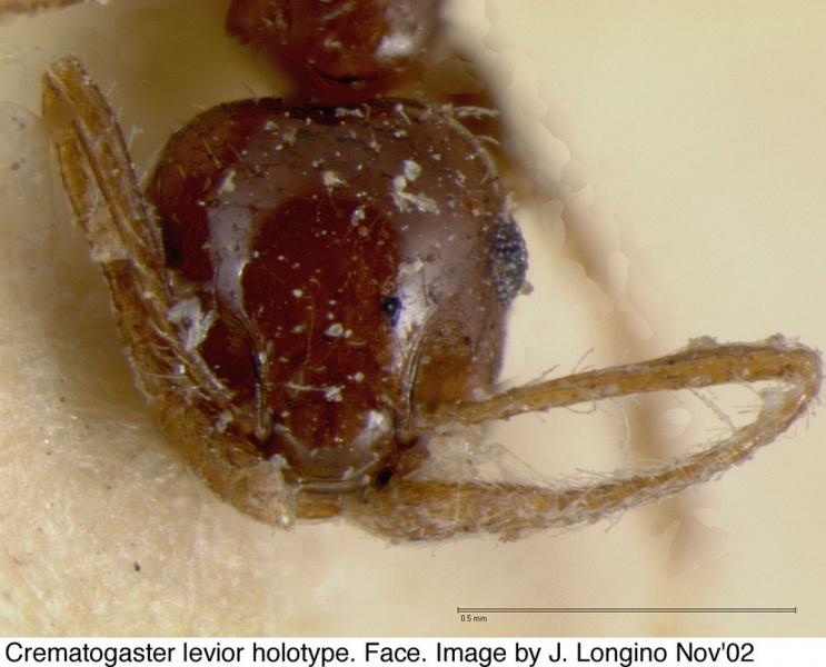 File:Crematogaster levior jtl328117 h 1 high.jpg