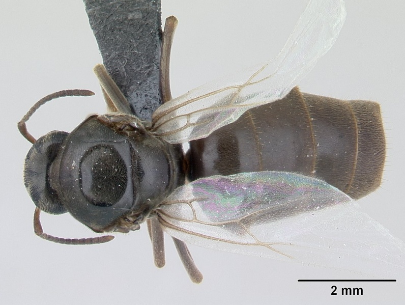 File:Lasius niger casent0178773 dorsal 1.jpg