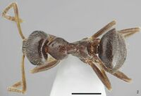 Lasius tapinomoides F2.jpg