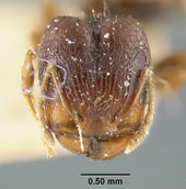 MCZ-ENT00008696 Pheidole wilsoni hef.jpg