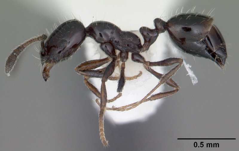 File:Monomorium viridum casent0104112 p 1 high.jpg