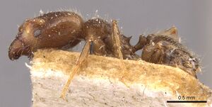 Pheidole schmalzi casent0908265 p 1 high.jpg