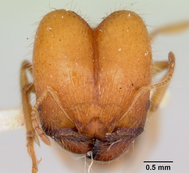 File:Pheidole virago casent0103484 head 1.jpg