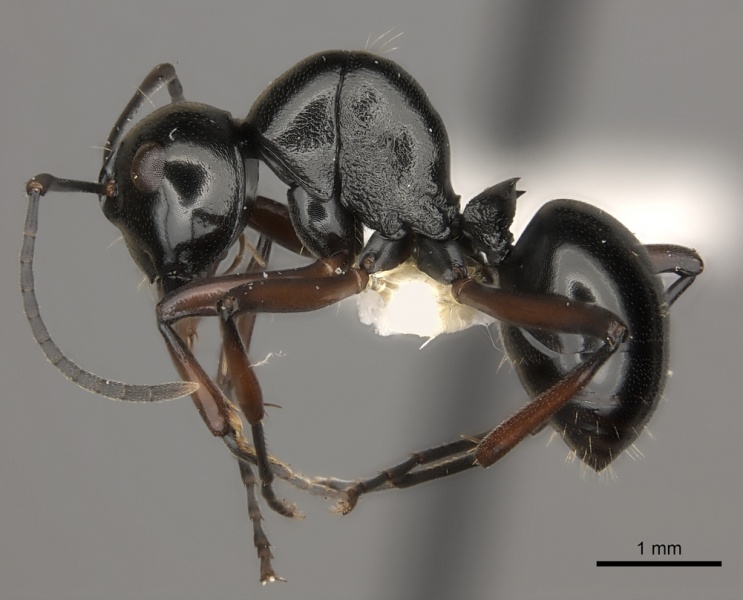 File:Polyrhachis robsoni casent0217437 p 1 high.jpg