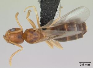 Technomyrmex madecassus casent0082702 dorsal 1.jpg