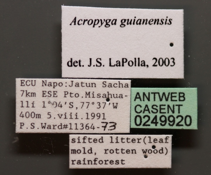 File:Acropyga guianensis casent0249920 l 1 high.jpg