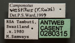 Camponotus vestitus casent0280315 l 1 high.jpg