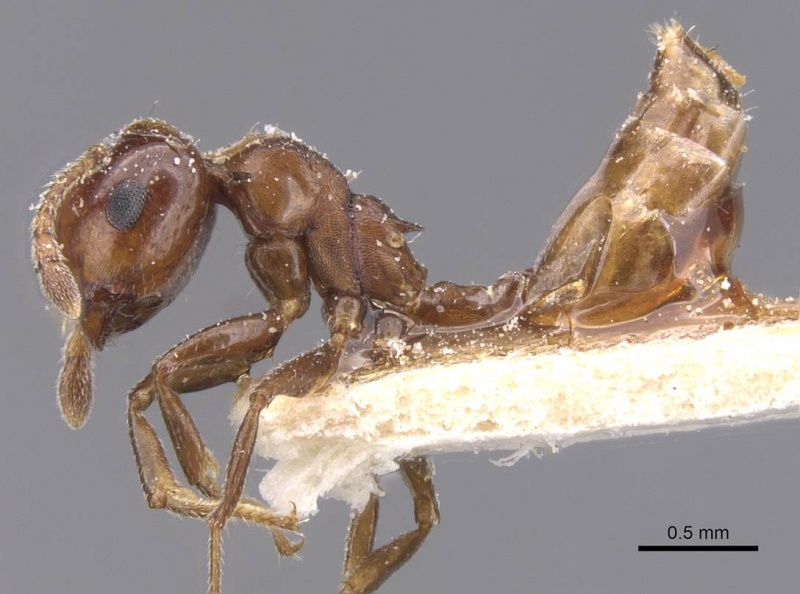 File:Crematogaster stigmata casent0912724 p 1 high.jpg